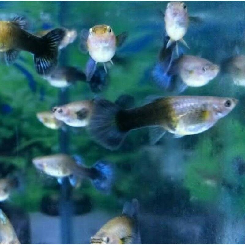 Guppy blue diamond betina