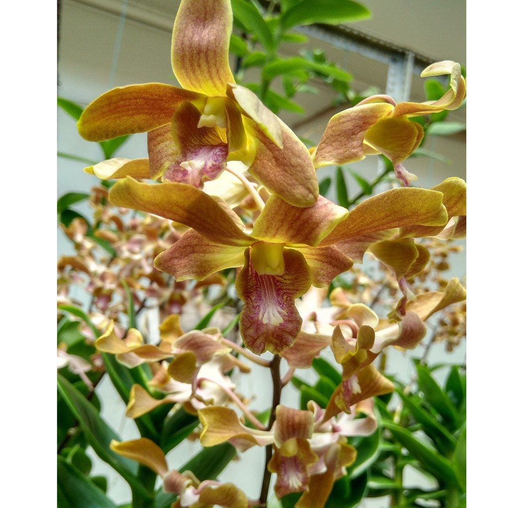 DendroBium Verus Brown Fiorenza Dewasa / Spike
