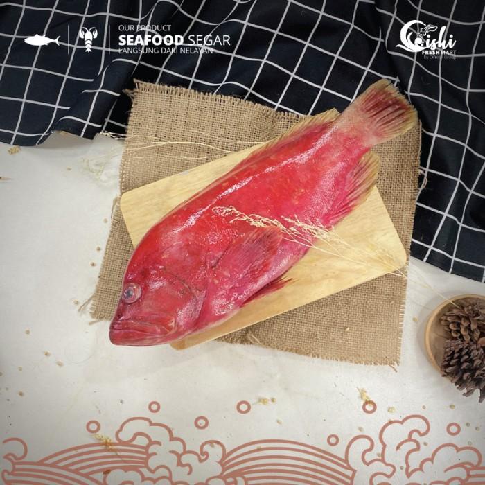 

Fisho | Ikan Kerapu Lodi Premium Export Segar Dan Bergaransi / Pack Ready stock