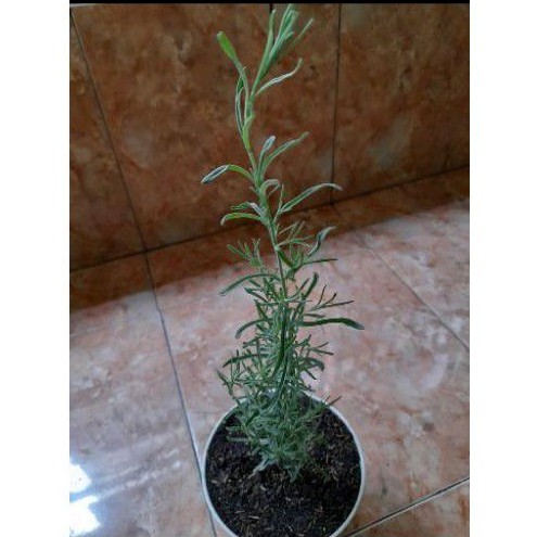 Lavandula Stoechas / Tanaman Herbal Mexican Lavender