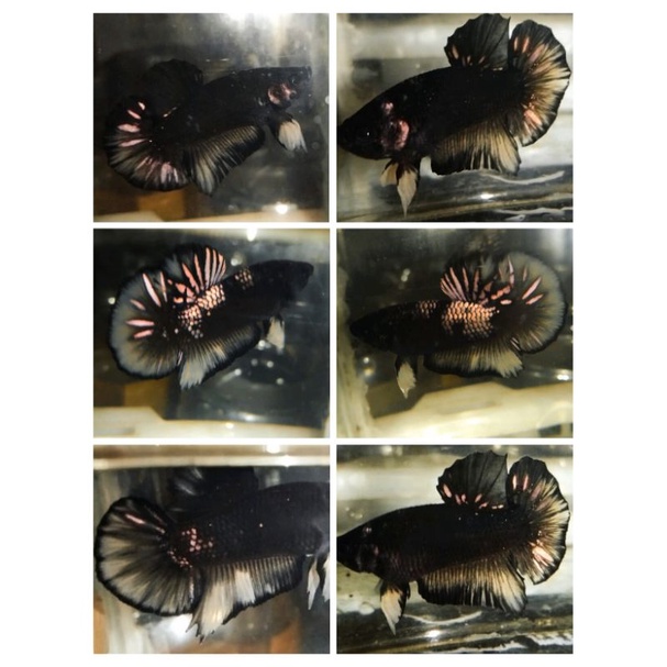 sepasang pk Avatar kuncop(yellow copper) grade B usia 4bulan