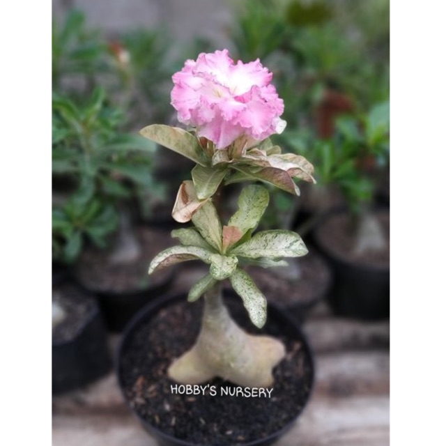Tanaman Hias Adenium Graf Kembang Tumpuk Varigata size C