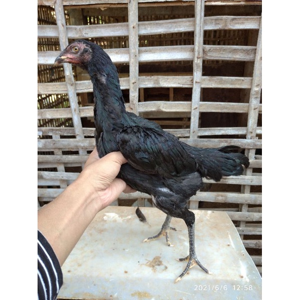 ayam betina istimewa black bull