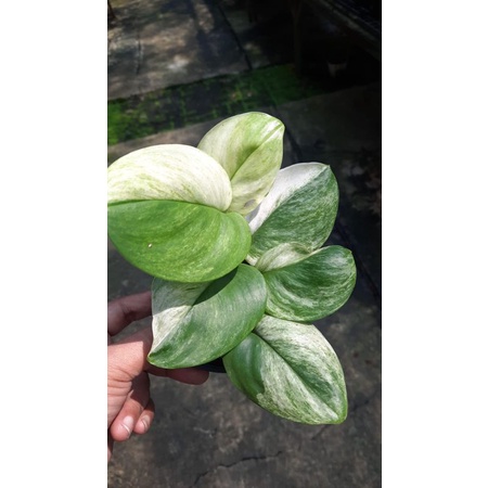 Scindapsus Treubii Moonlight Marble Tricolour