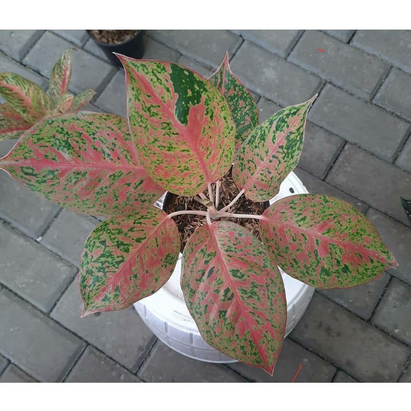 Tanaman hias langka aglonema mayang sari