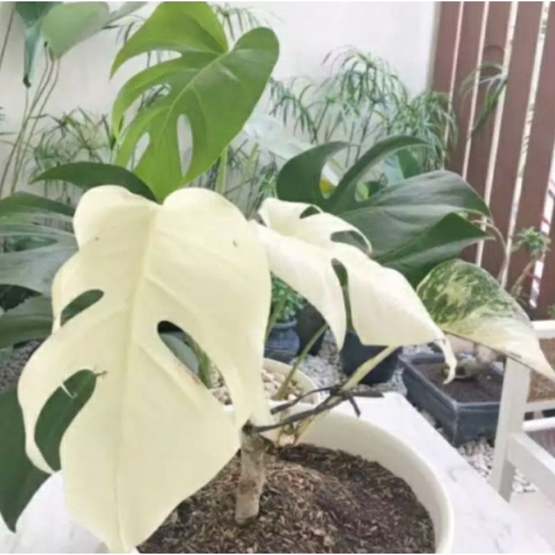 

bonggol monstera albino varigata /di sebut ( tera king varigata)