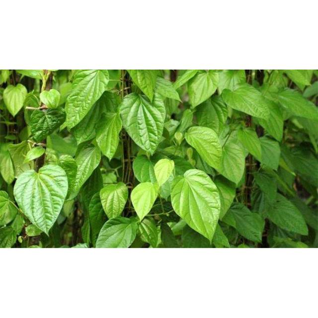 Daun sirih hijau segar obat antiseptic alami / obat keputihan / obat mimisan / sariawan  fresh