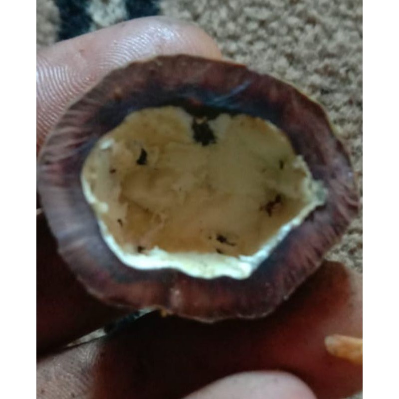 Muncang Adu Eti Cobra Full Tua