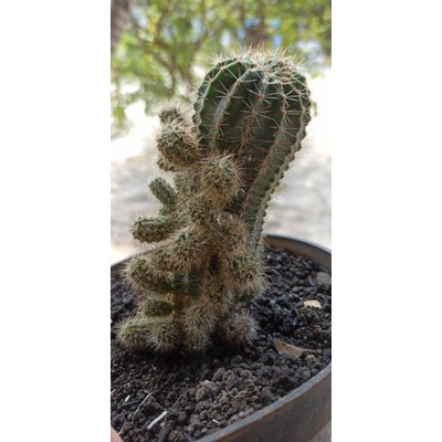 Kaktus mammilaria ownroot (berakar)