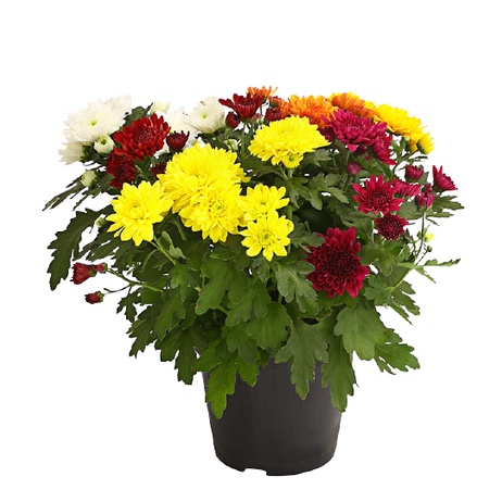 PAKET 5 TANAMAN BUNGA KRISAN ASTER HIDUP BUNGA SERUNI TANAMAN BUNGA HIAS KRISAN ASTER 5 TANGKAI COD