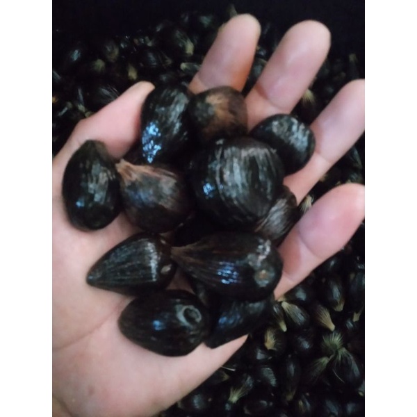 Bibit / biji sawit jenis dura