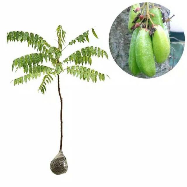 Bibit buah belimbing wuluh