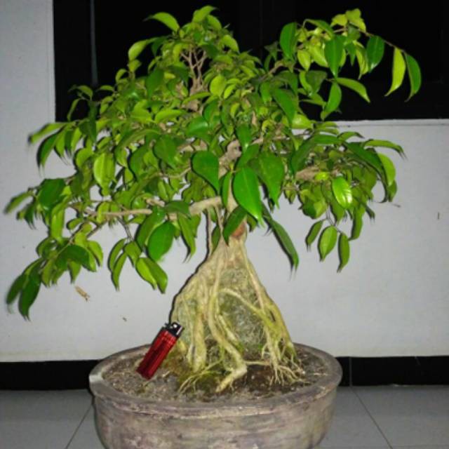 Harga per pack_ Biji benih bonsai beringin /10 biji