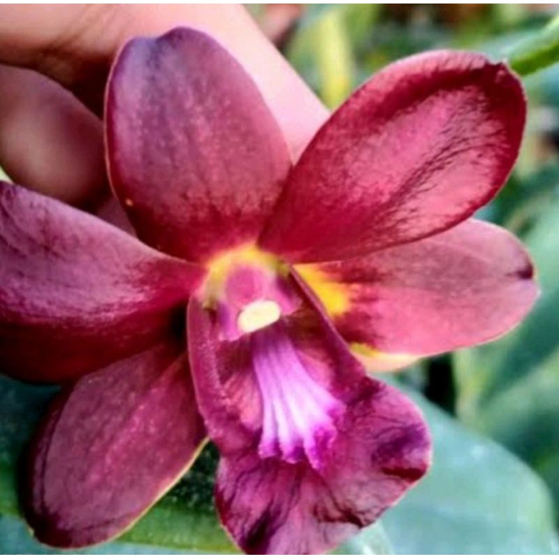 Pohon Anggrek Dendrobium Bunga Merah Dewasa Sudah Spike