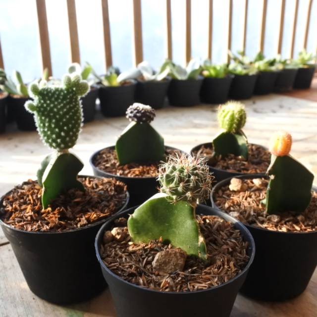 Paket kaktus 5 jenis