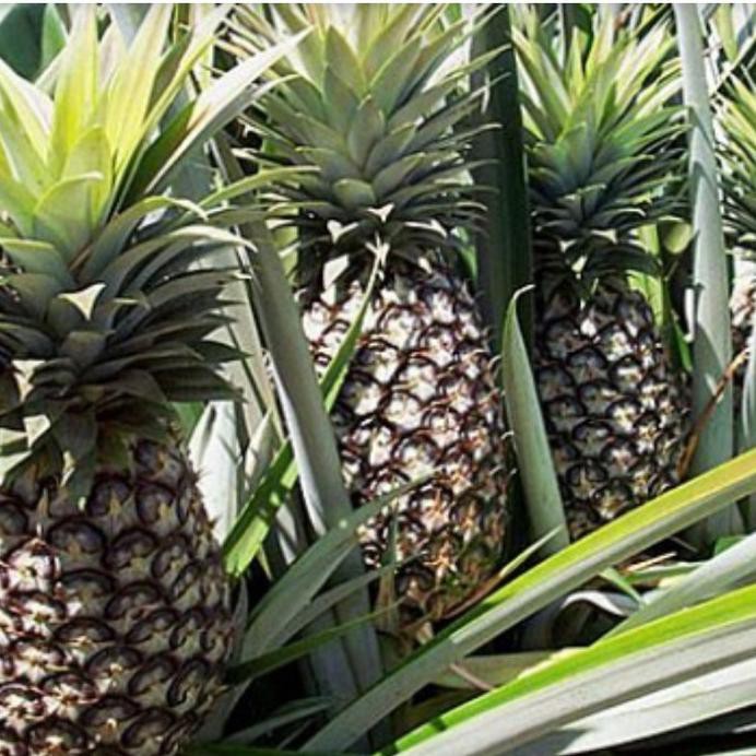 5 Tanaman Bibit Nanas Madu Asli Subang