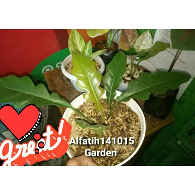 tanaman hias philo gergaji-philo gergaji-pohon philo gergaji-bibit philo gergaji-pilo gergajj