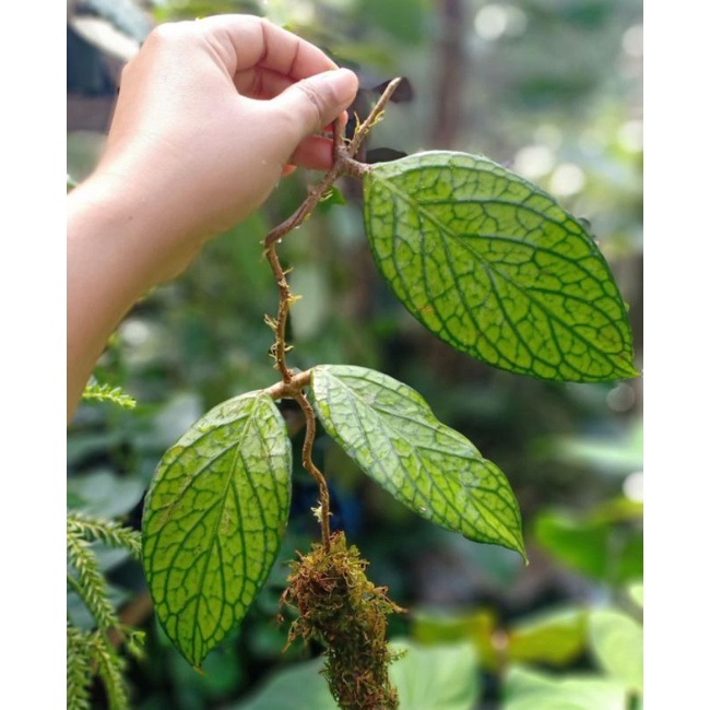 hoya sp senoban BEGERANSI ORIGINAL