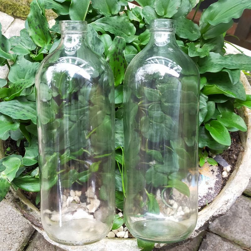 Botol kaca cupang bensin Soliter ikan cupang gelas baru