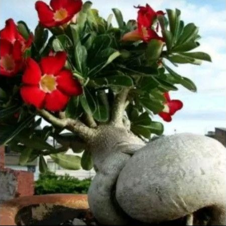 bibit bunga adenium bibit bonsai
