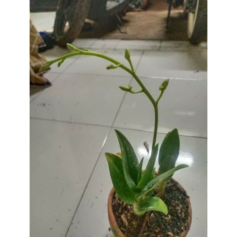 anggrek dendrobium dewasa sudah knop / anggrek dendro spike / anggrek dendro sudah berbunga