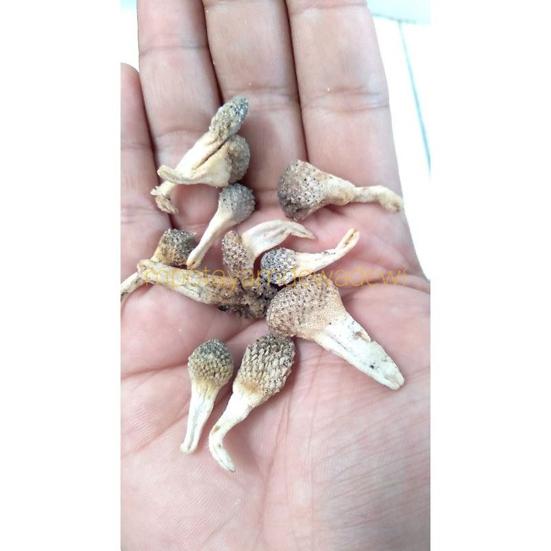 MPOT EMPOT AYAM PUTIH 1KG ORI UTUH