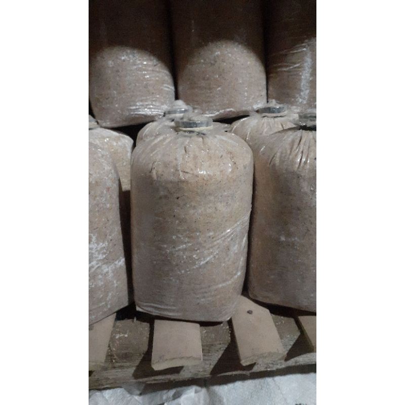 bibit  jamur tiram putih berat 1kemasan 1kg media serbuk