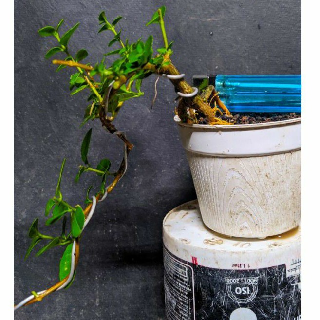 bahan bonsai sancang program cascade cakep realpic