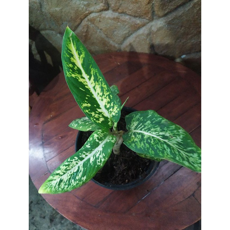 tanaman hias aglonema diven army