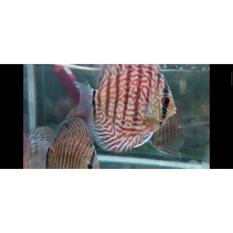 IKAN DISCUS MOZAIK 2,5 INCH