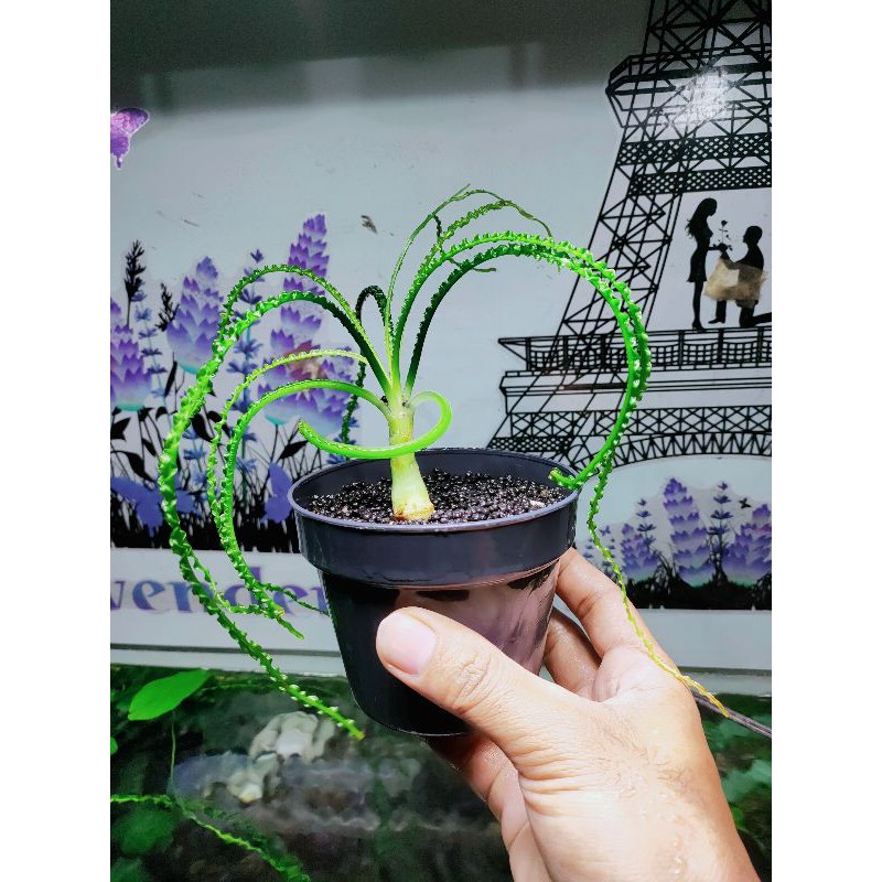 

Crinum Clamistatum Tropika