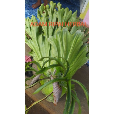 tanduk rusa jumbo super