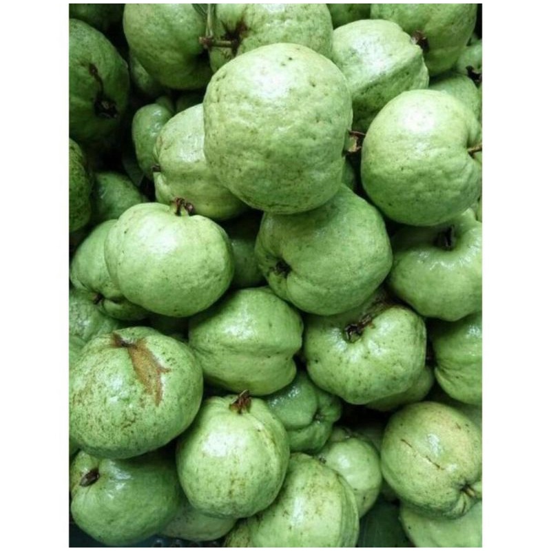 

Jambu kristal buah murah salam zone