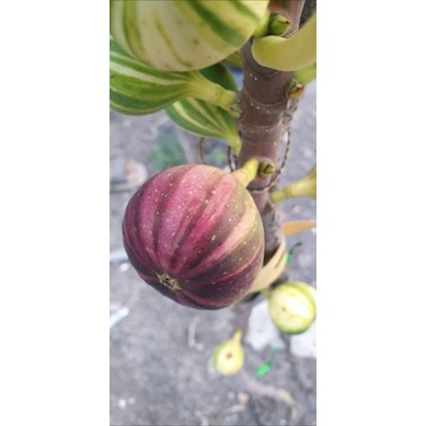 bnr cangkok bibit buah tin