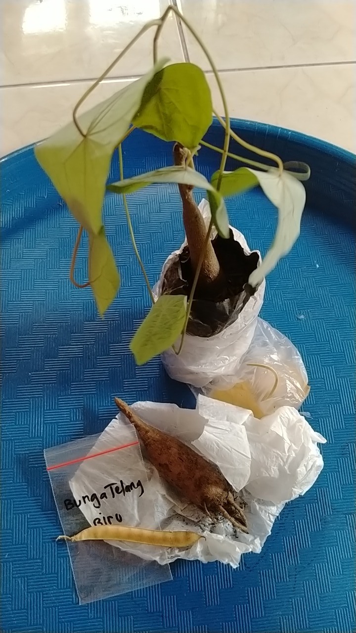 Stephania Venosa Murah! Tanaman Hias Langka