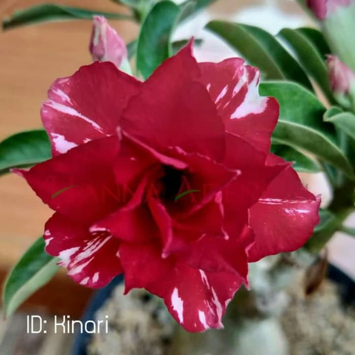 

Bibit Bunga Kamboja Adenium Kinari