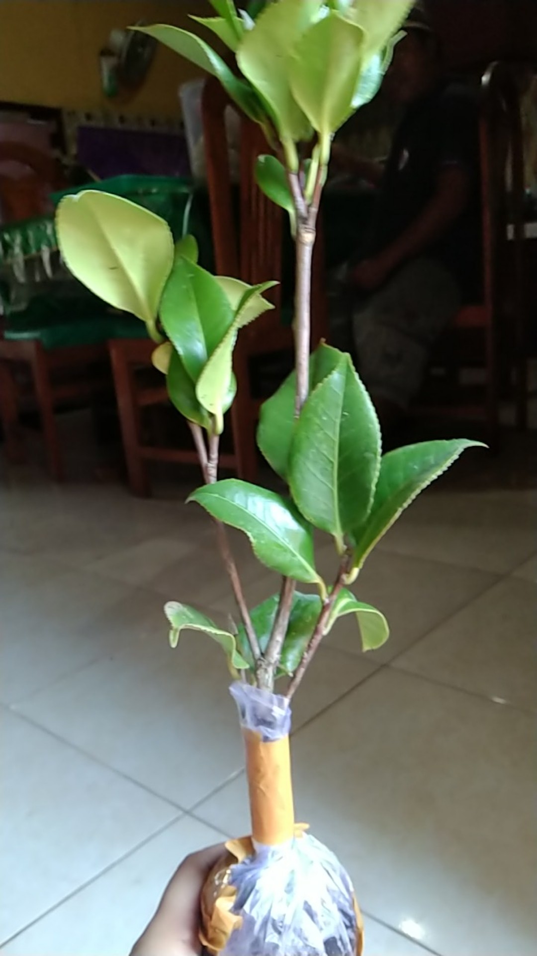 Bibit Bunga Camelia Supermurah