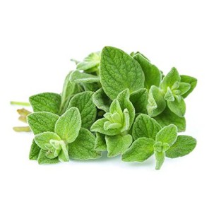 

Oregano /100gr #Segar #Online #Bandung #Cimahi