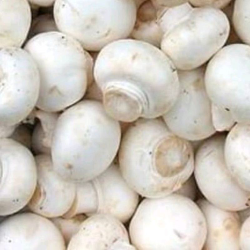 

Jamur kancing / 450 gram