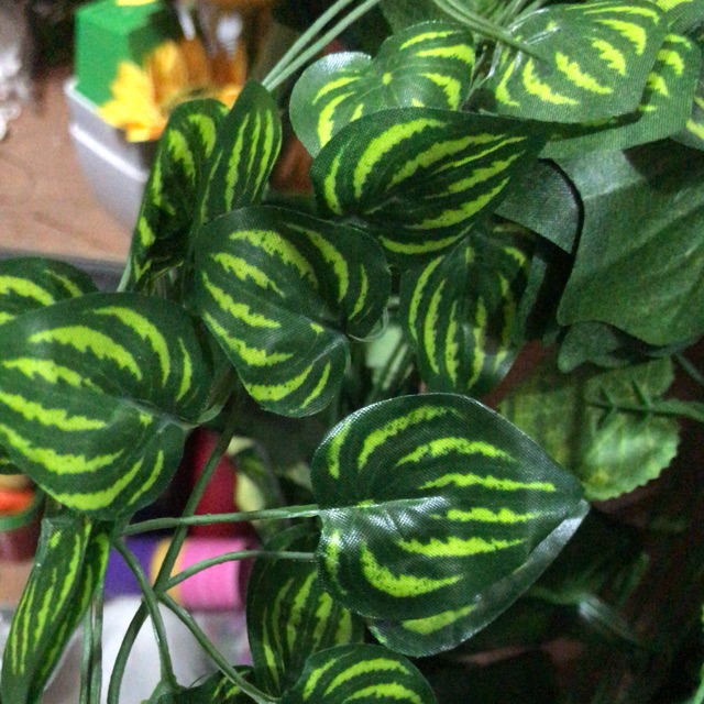Daun rambat semangka kecil 2 meter Shopee Indonesia Daun rambat semangka kecil 2 meter Shopee Indonesia