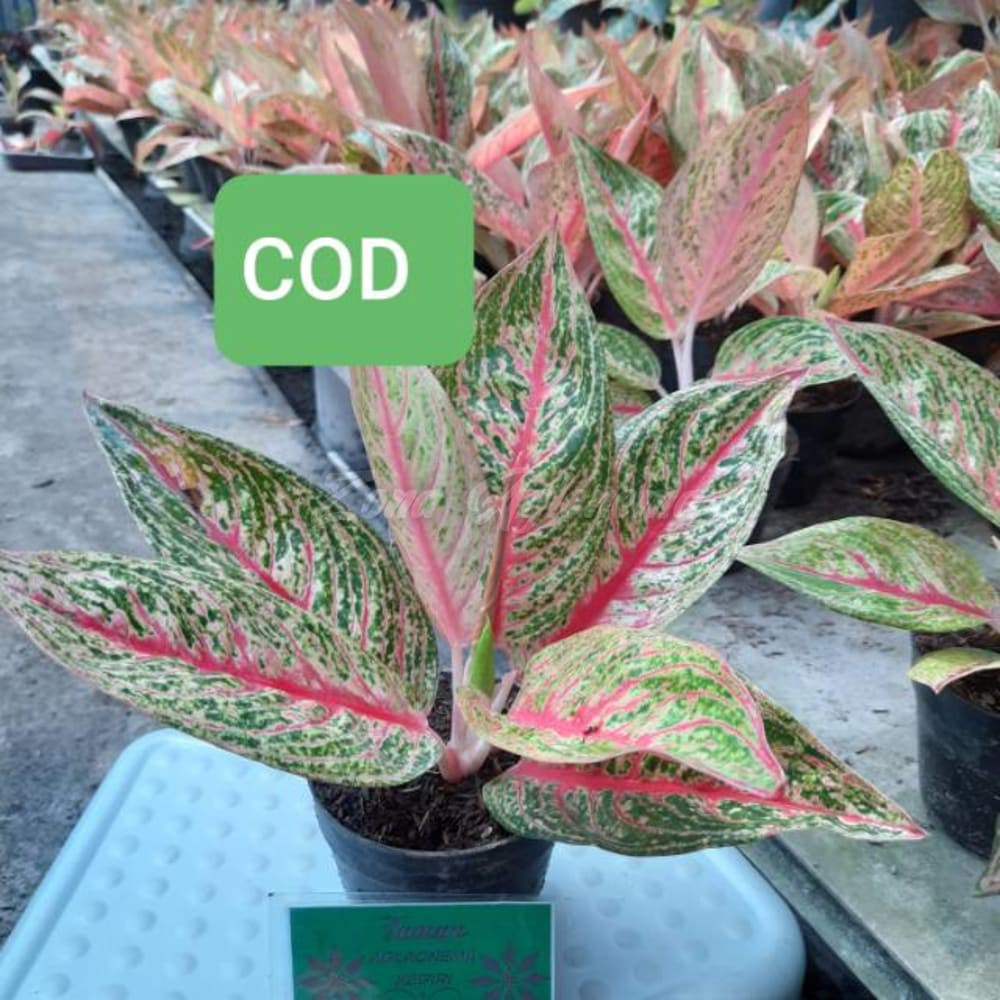 COD AGLAONEMA LEGACY