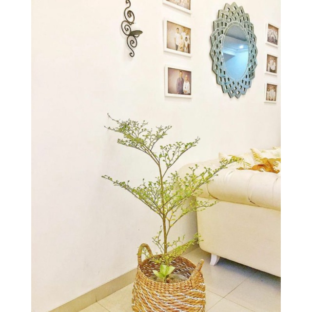 Jual bibit tanaman tapang kencana mini-ketapang kencana-pohon ketapang-hiasan taman