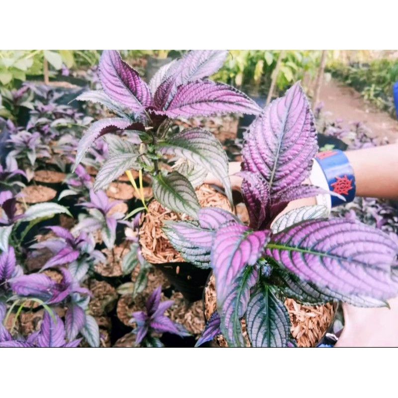 tanaman hias keji beling - pohon keji beling ungu