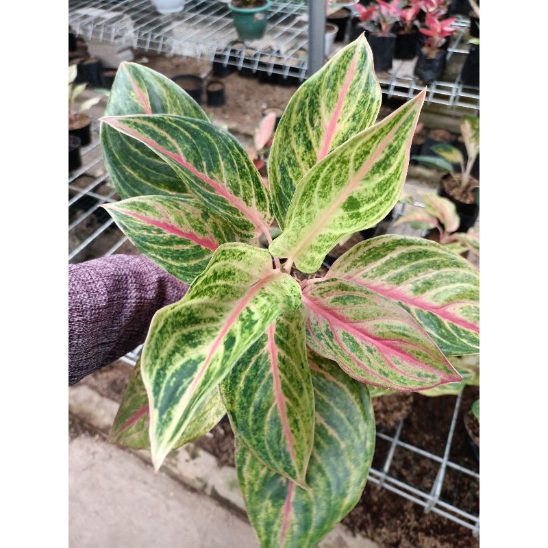 Red panama bunga aglonema panama/ aglo panama