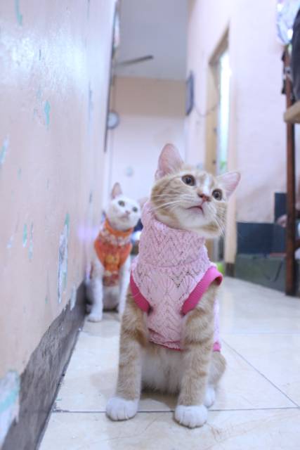 Baju rajut ala korea warna pink untuk kucing dan anjing / baju kucing murah size S M L XL