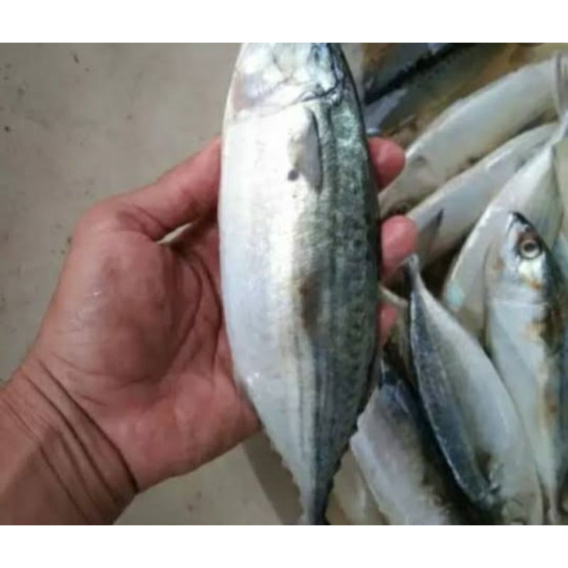 

Ikan Kembung Banjar beku 1/2 Kg Bandung