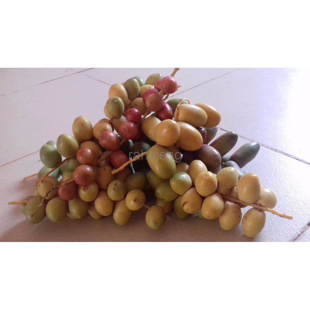 

kurma muda untuk promil