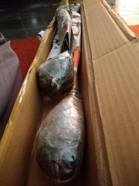 Tanaman Bidara Arab (buy 1 Get 1)