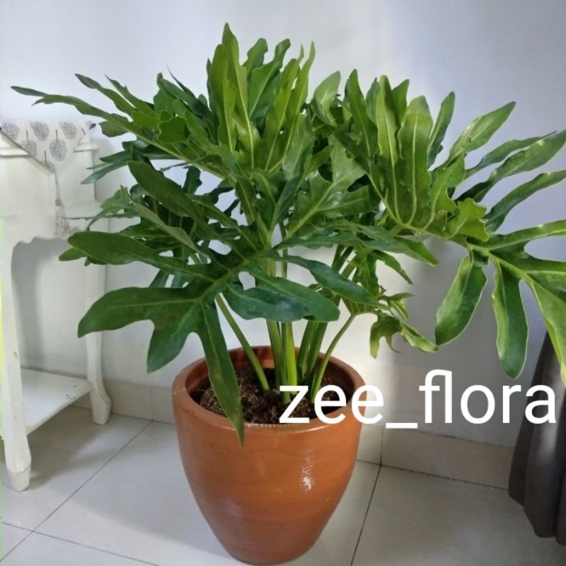 Pohon Philo jari besar 50cm
