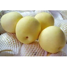

buah pear kuning 1 kg